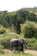 An elephant stands amidst lush greenery and dense vegetation. Tall, spiky trees are visible in the background, creating a contrast against the clear sky. The scene is natural and serene, reflecting a typical African wilderness setting.