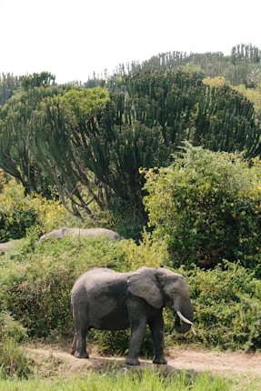 An elephant stands amidst lush greenery and dense vegetation. Tall, spiky trees are visible in the background, creating a contrast against the clear sky. The scene is natural and serene, reflecting a typical African wilderness setting.