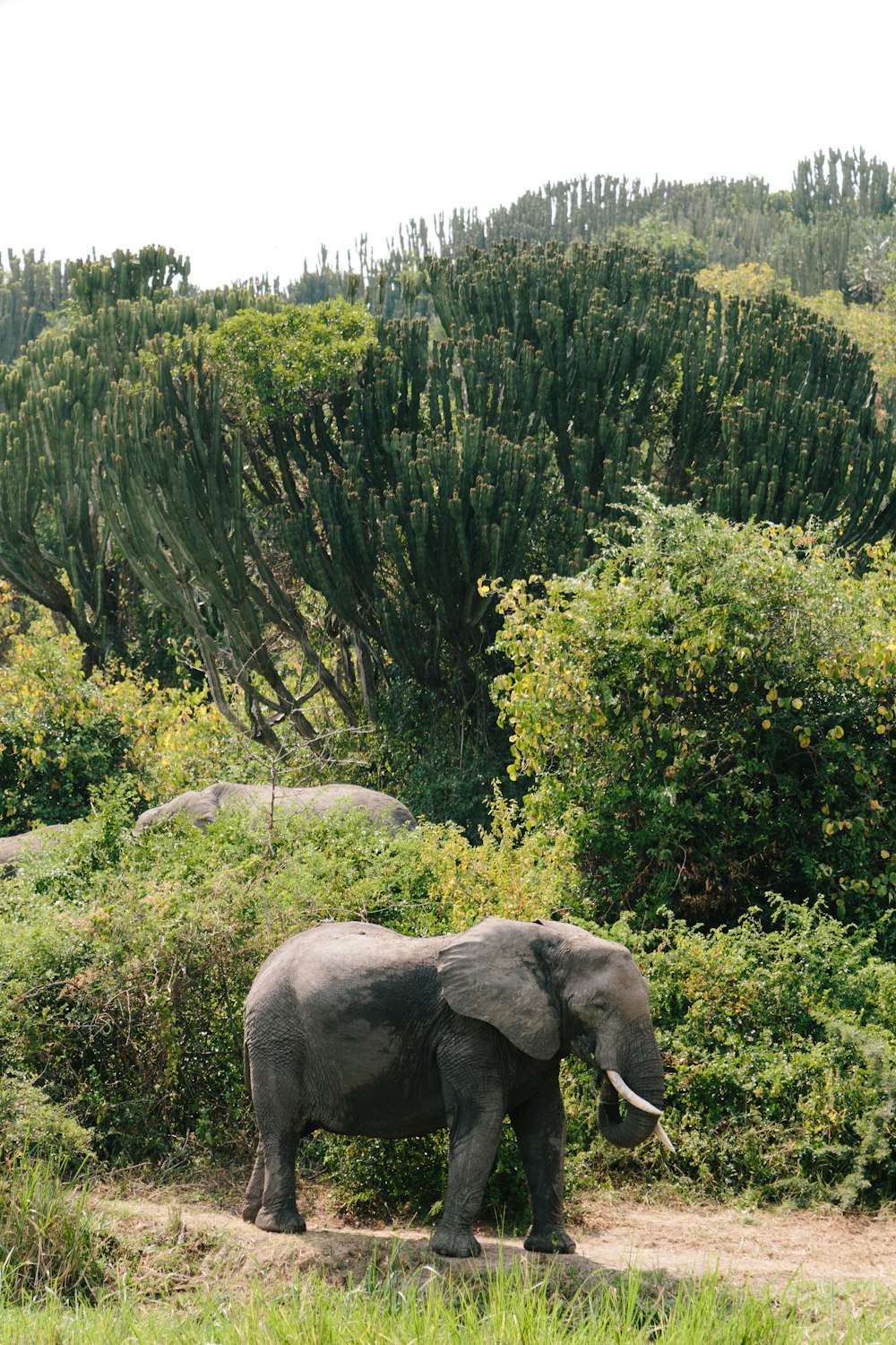 elephant standing on green grass field during daytime