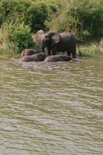 black elephants on green grass field near body of water during daytime