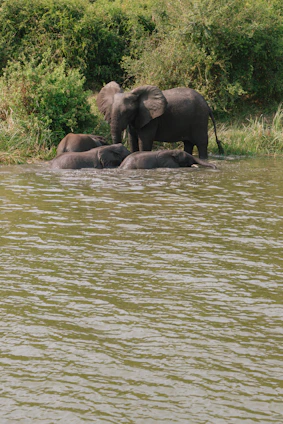 black elephants on green grass field near body of water during daytime