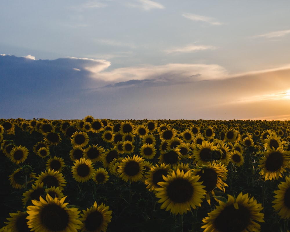 sunflower field under cloudy sky during daytime