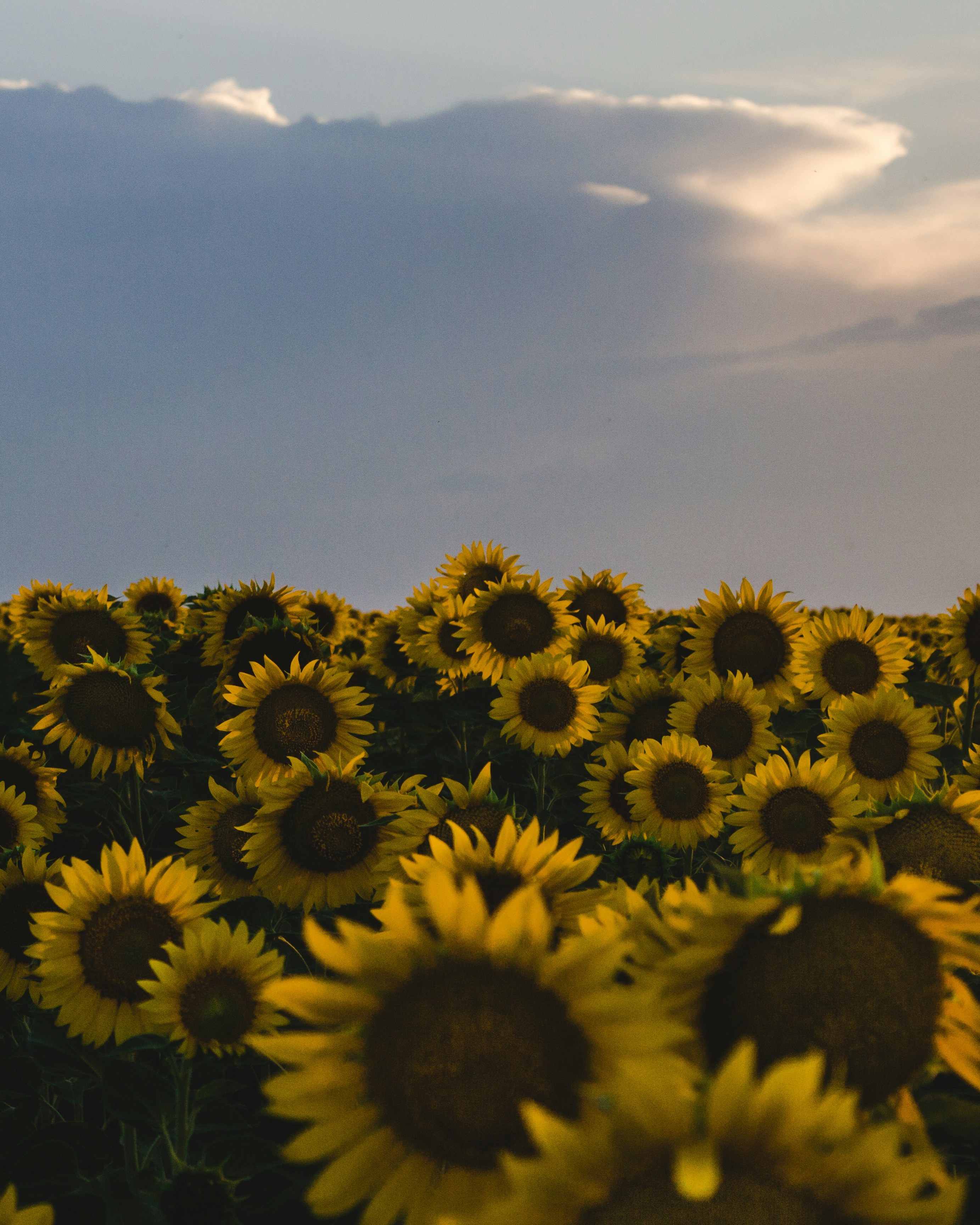 Photo by roman_lupan