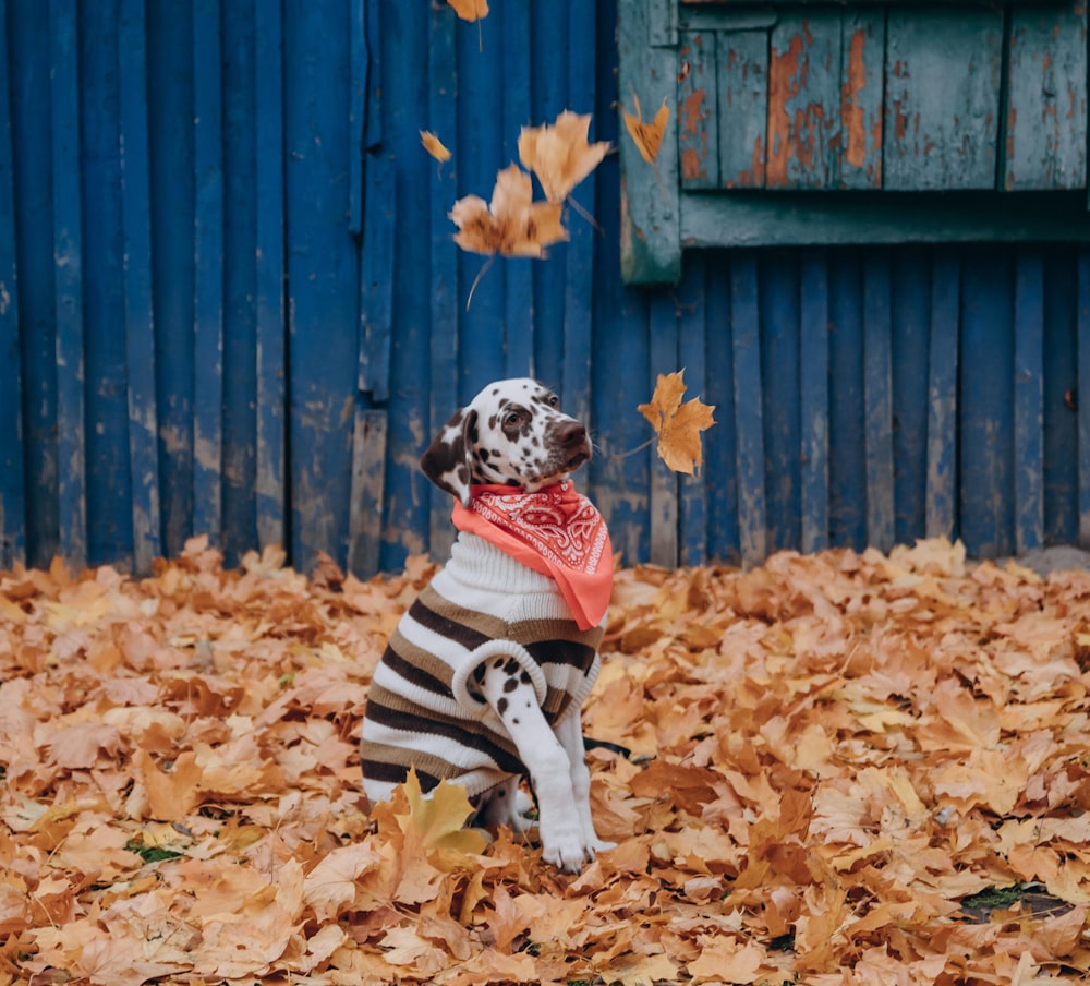 dalmatian puppy in black and white stripe dress sitting on ground with dried leaves