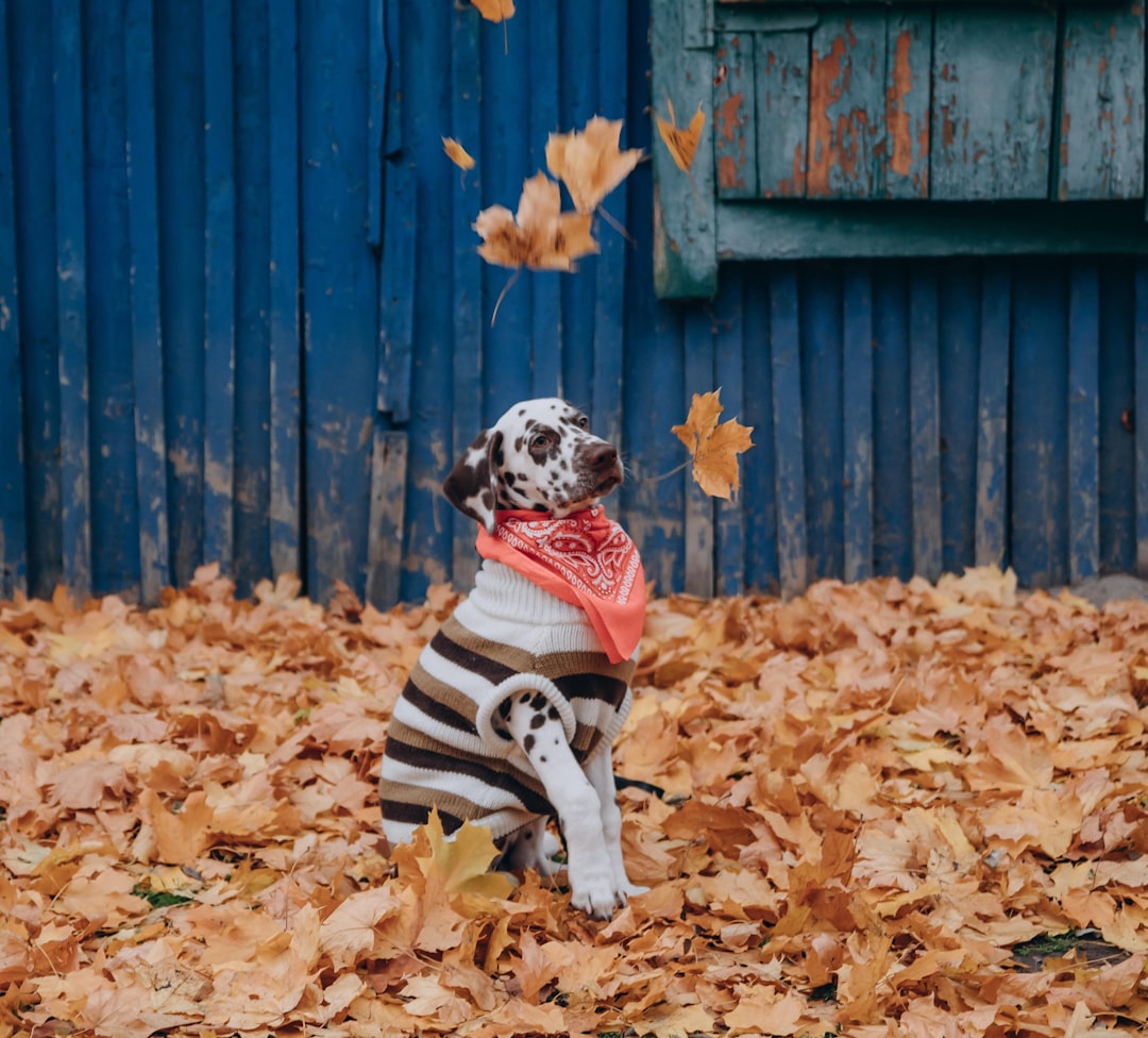 dalmatian puppy in black and white stripe dress sitting on ground with dried leaves