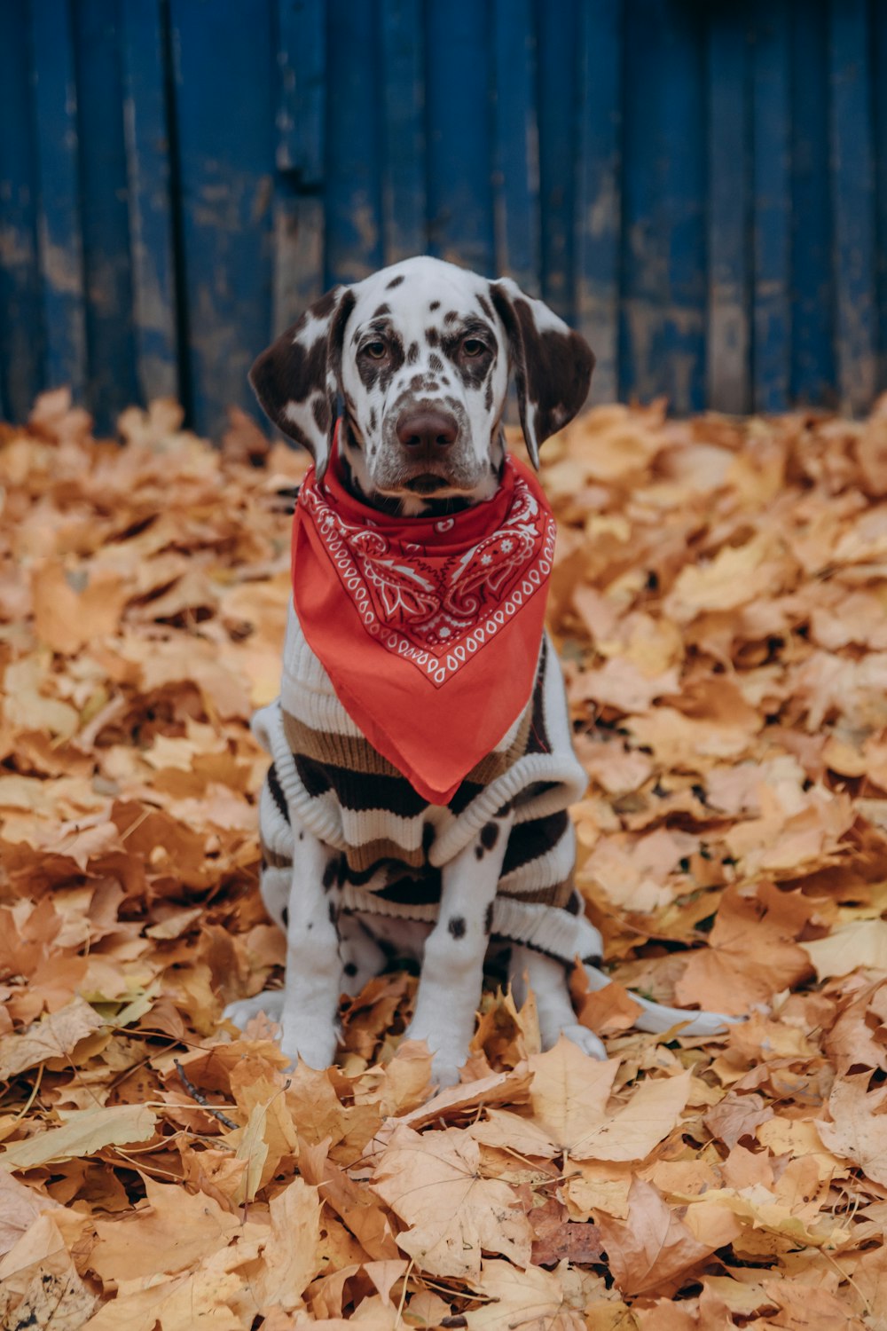 black and white dalmatian dog wearing red and white shirt sitting on dried leaves during daytime