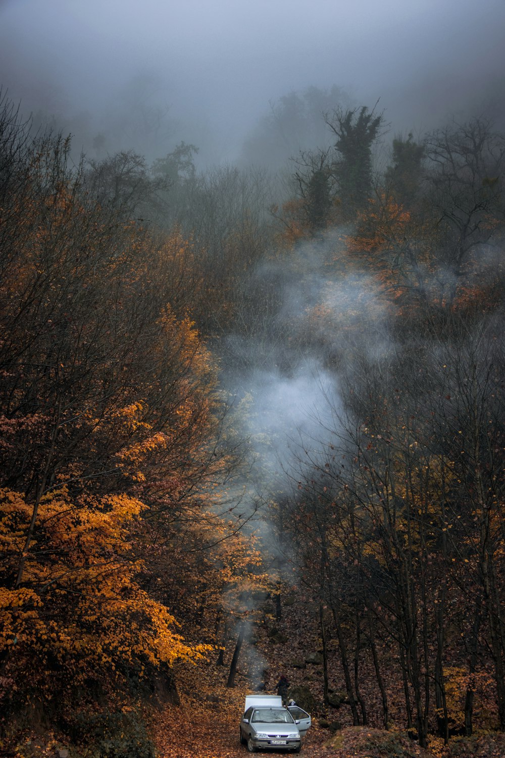 árboles marrones cubiertos de niebla