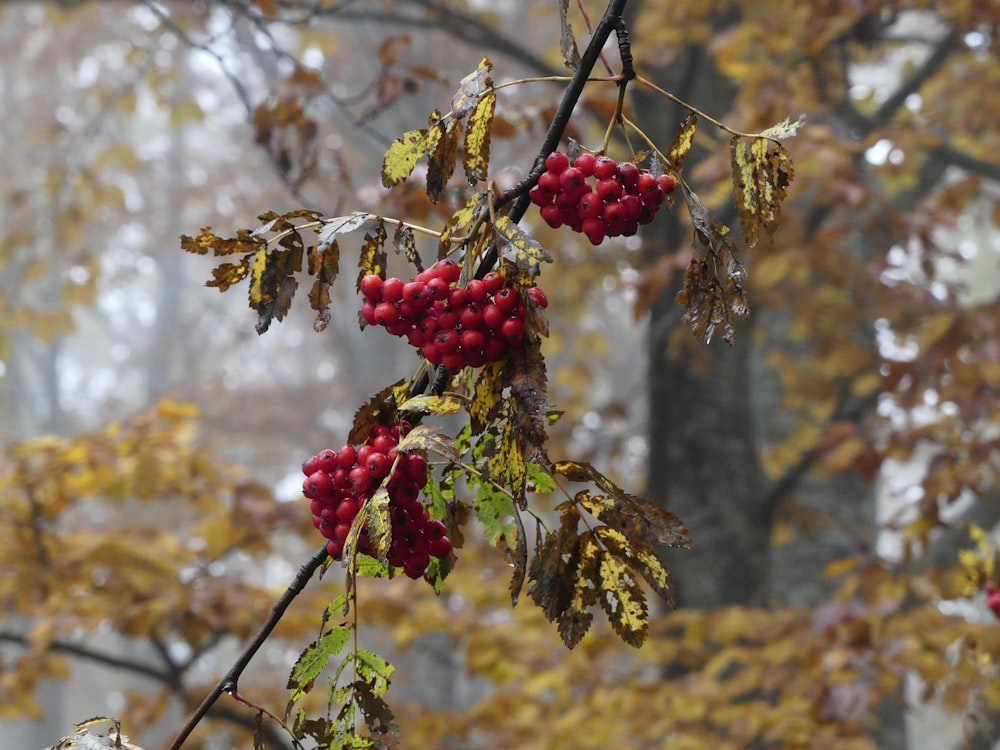red round fruits on brown tree branch during daytime