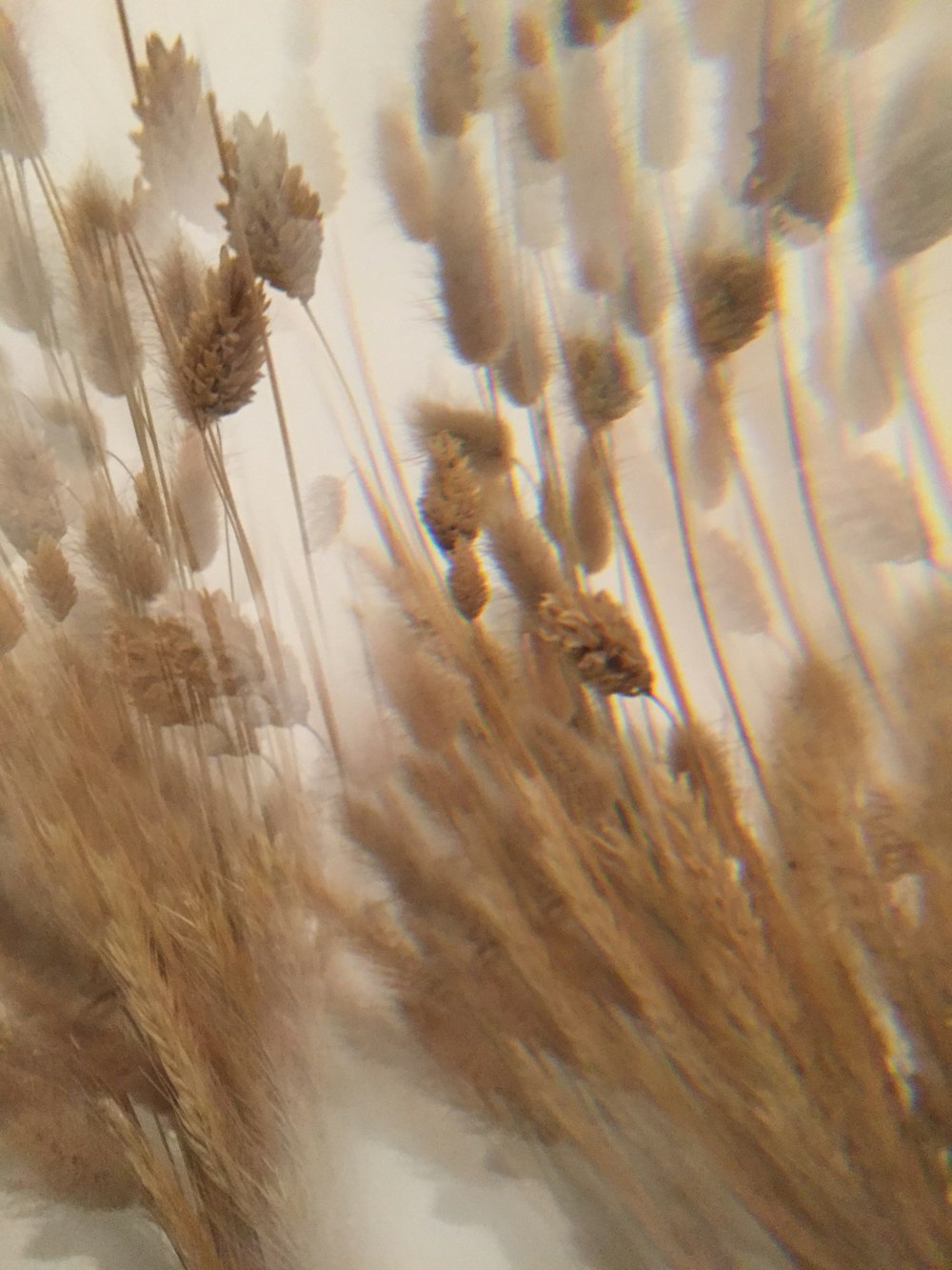 brown and white wheat field