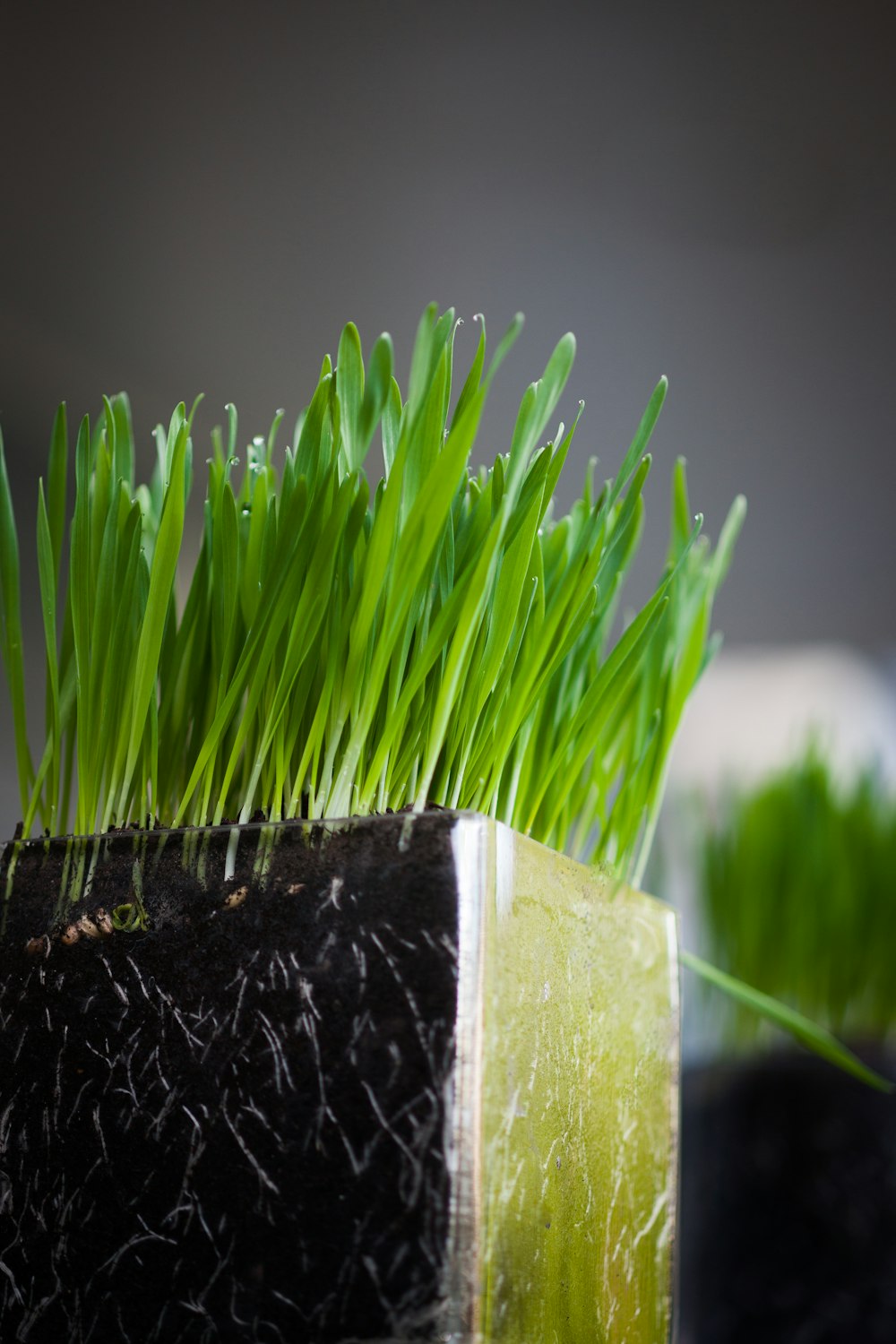 green grass on black and white concrete pot