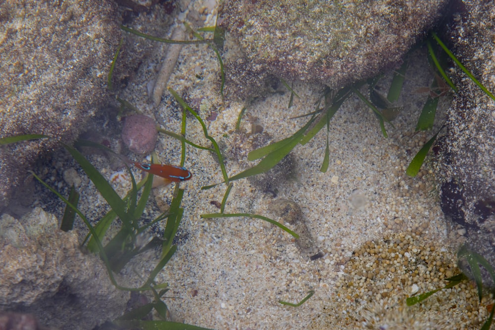 Orange Fisch im Klarglasbecken