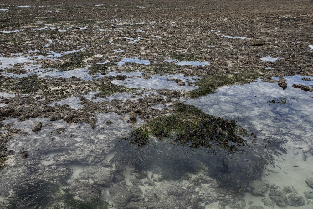 green grass on brown soil