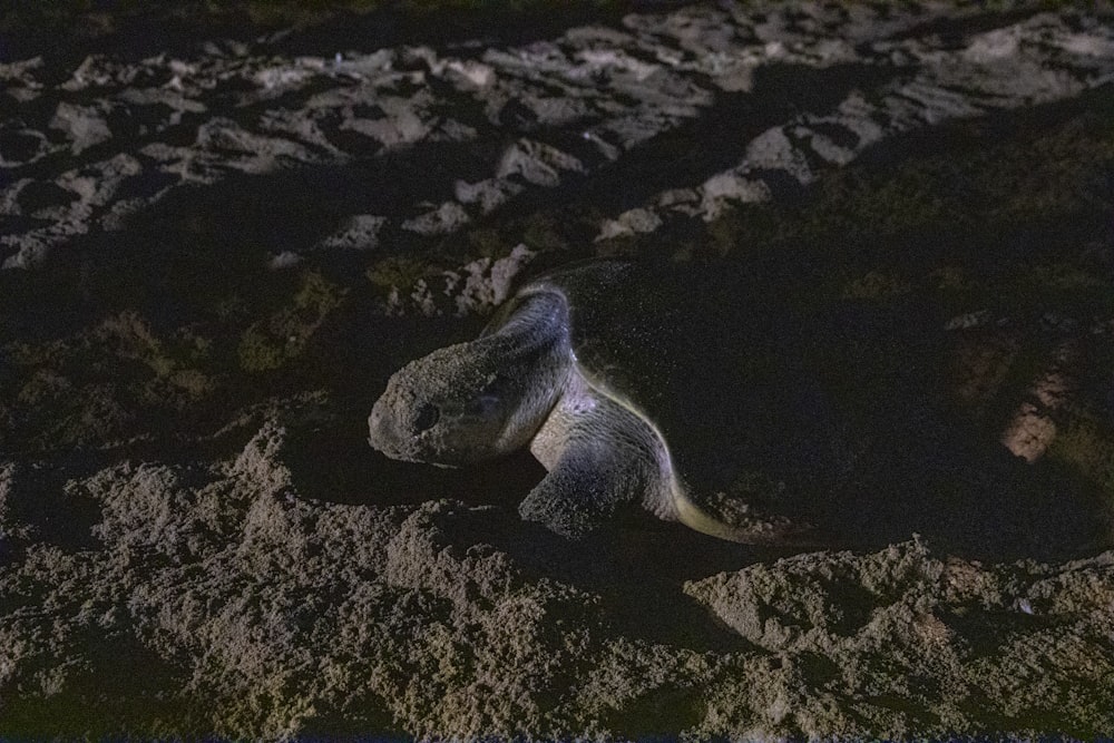 Schwarz-weiße Meeresschildkröte auf grauem Sand