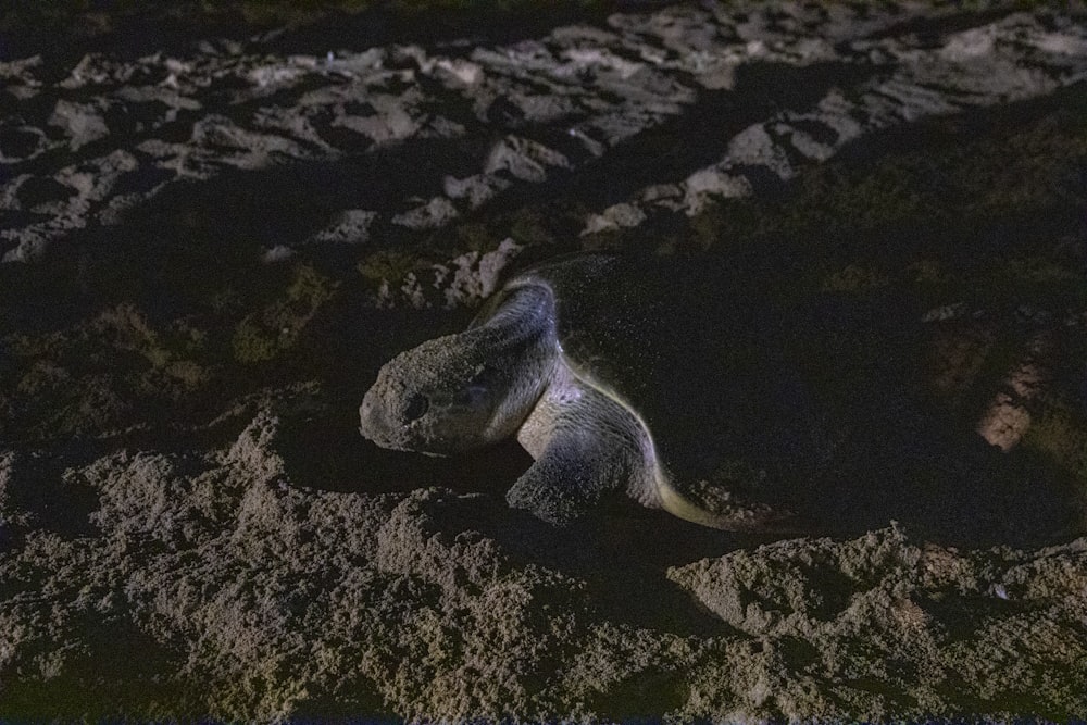 black and white sea turtle on gray sand