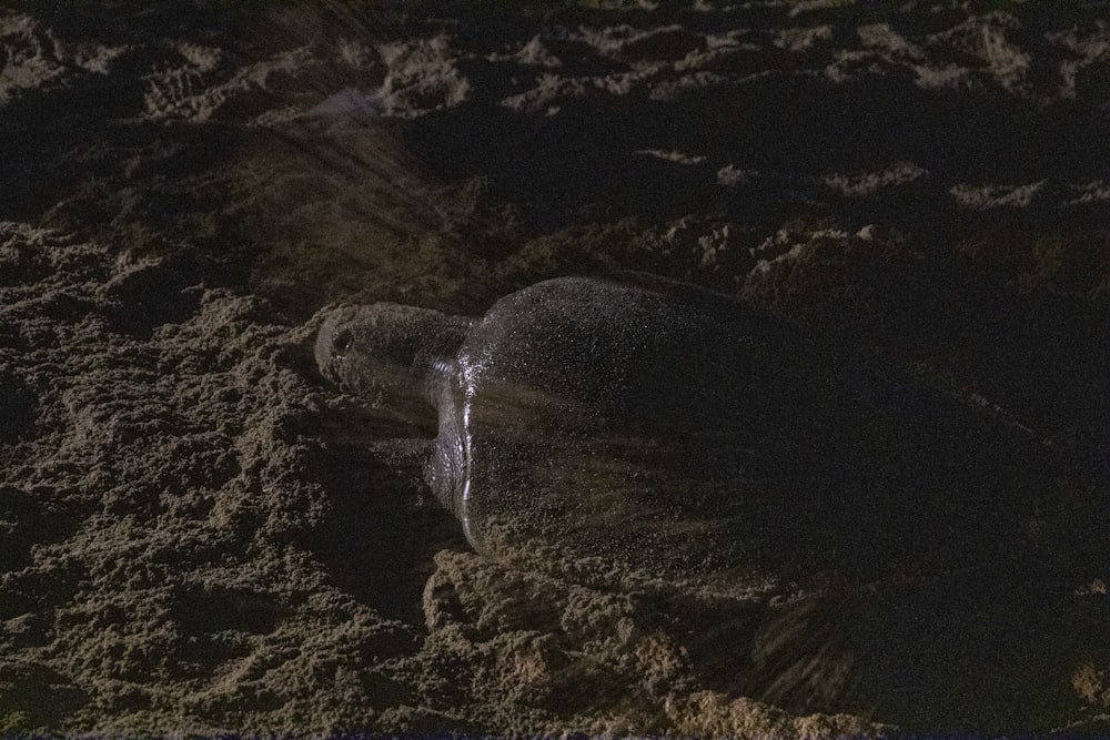 black and white sea turtle on black sand