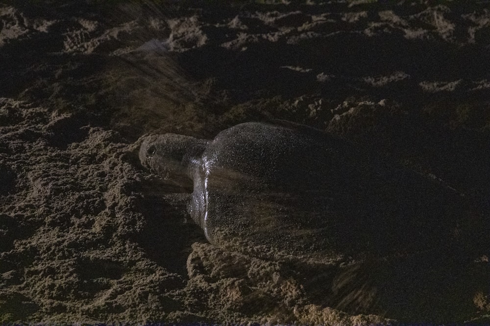 Schwarze und weiße Meeresschildkröte auf schwarzem Sand