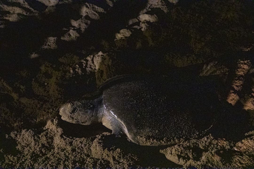black sea turtle on brown sand, A lone sea turtle on a tourist-filled beach.