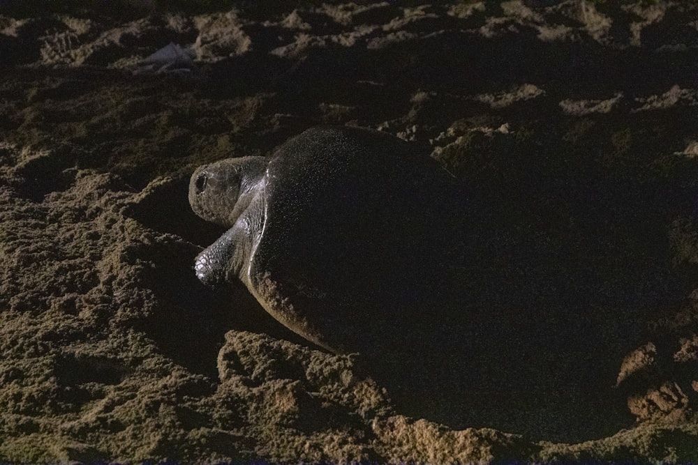 black and brown turtle on brown sand