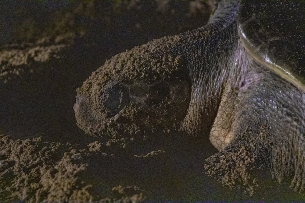 Tortue noire et brune sur sable brun