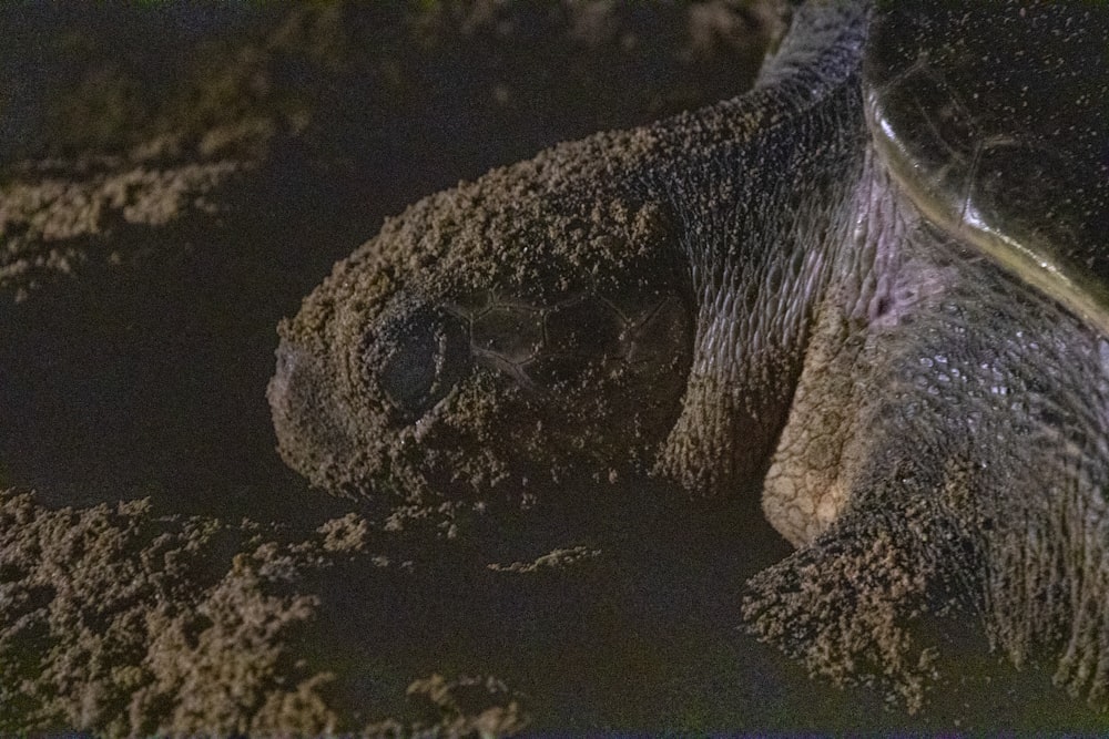 Schwarze und braune Schildkröte auf braunem Sand