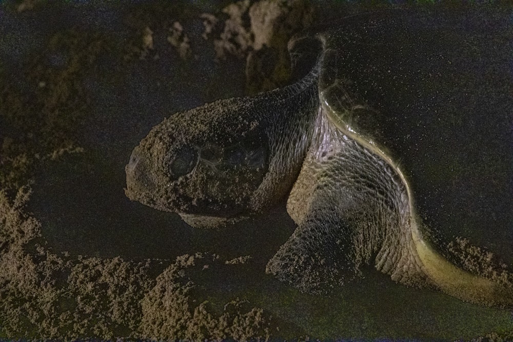 Schwarz-weiße Schildkröte auf braunem Sand