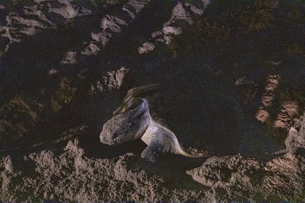gray sea turtle on brown sand