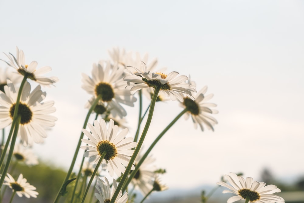 white and yellow flowers in tilt shift lens