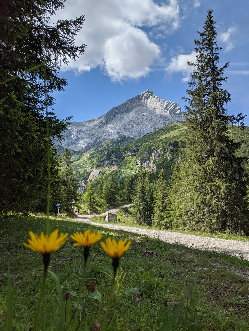 green trees near mountain under blue sky during daytime