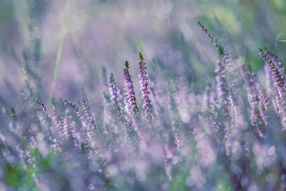 purple flowers in tilt shift lens