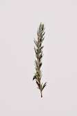 Fresh rosemary sprigs, showcasing one of our natural ingredients.