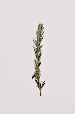 green plant on white background