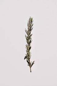 A single sprig of rosemary is centered against a plain, light background. The rosemary is fresh with deep green needles and a sturdy brown stem.