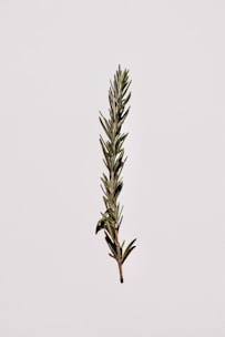green plant on white background