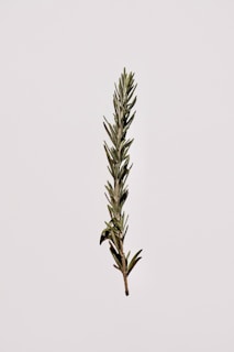 A single sprig of rosemary is centered against a plain, light background. The rosemary is fresh with deep green needles and a sturdy brown stem.