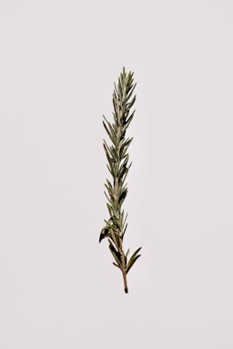 green plant on white background