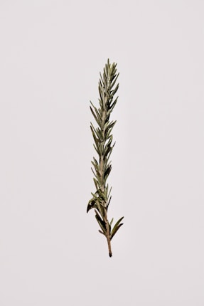 green plant on white background