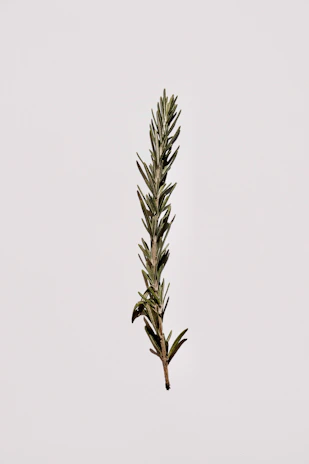 A delicate rosemary sprig painted in deep forest green with textured watercolor strokes.