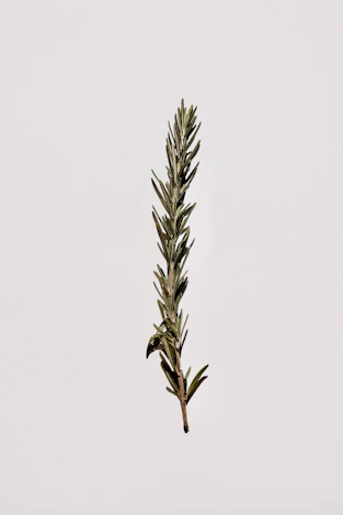 A delicate rosemary sprig painted in deep forest green with textured watercolor strokes.