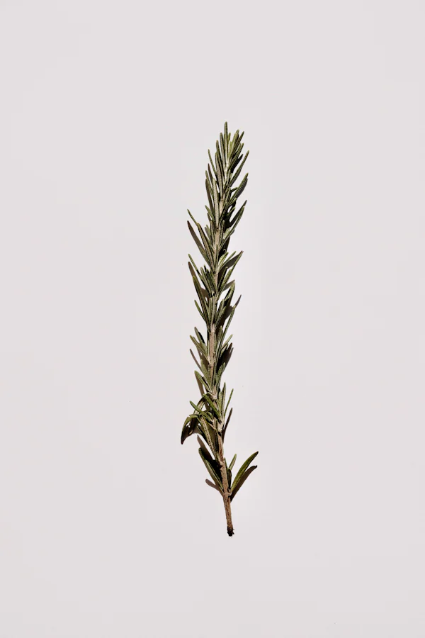 Brins de romarin frais en gros plan — le cœur géranium, sauge sclarée et romarin d'Acqua di Giò d'Armani, par la parfumerie Olara