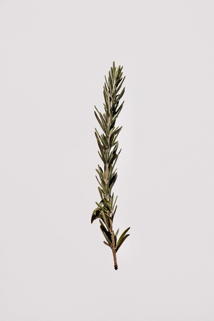 Rosemary Extract