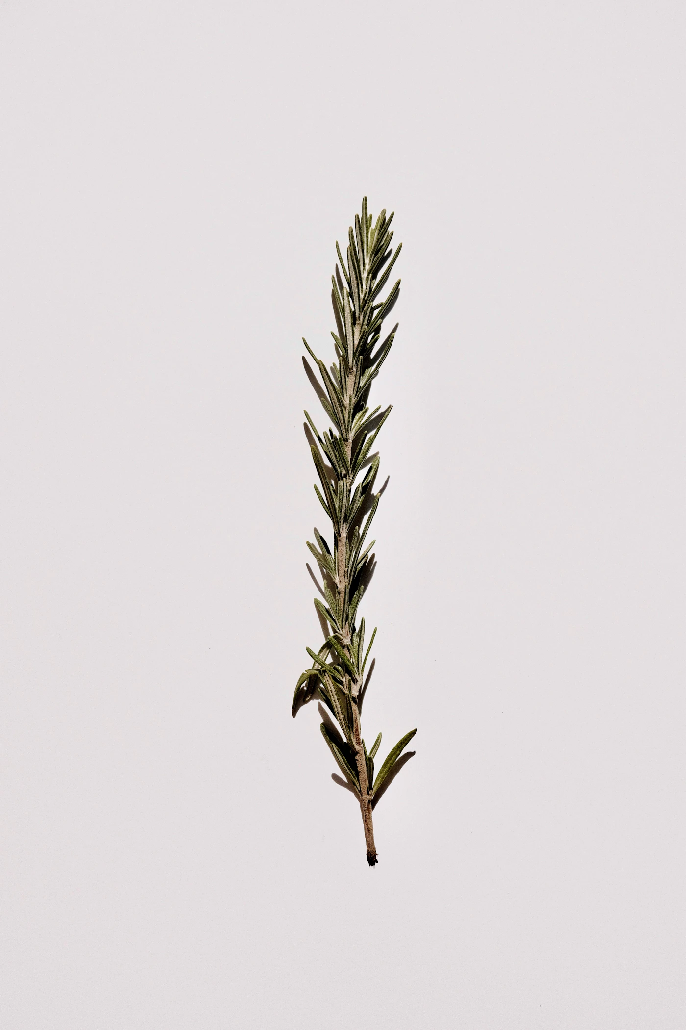Fresh rosemary sprigs with distinctive needle-like leaves