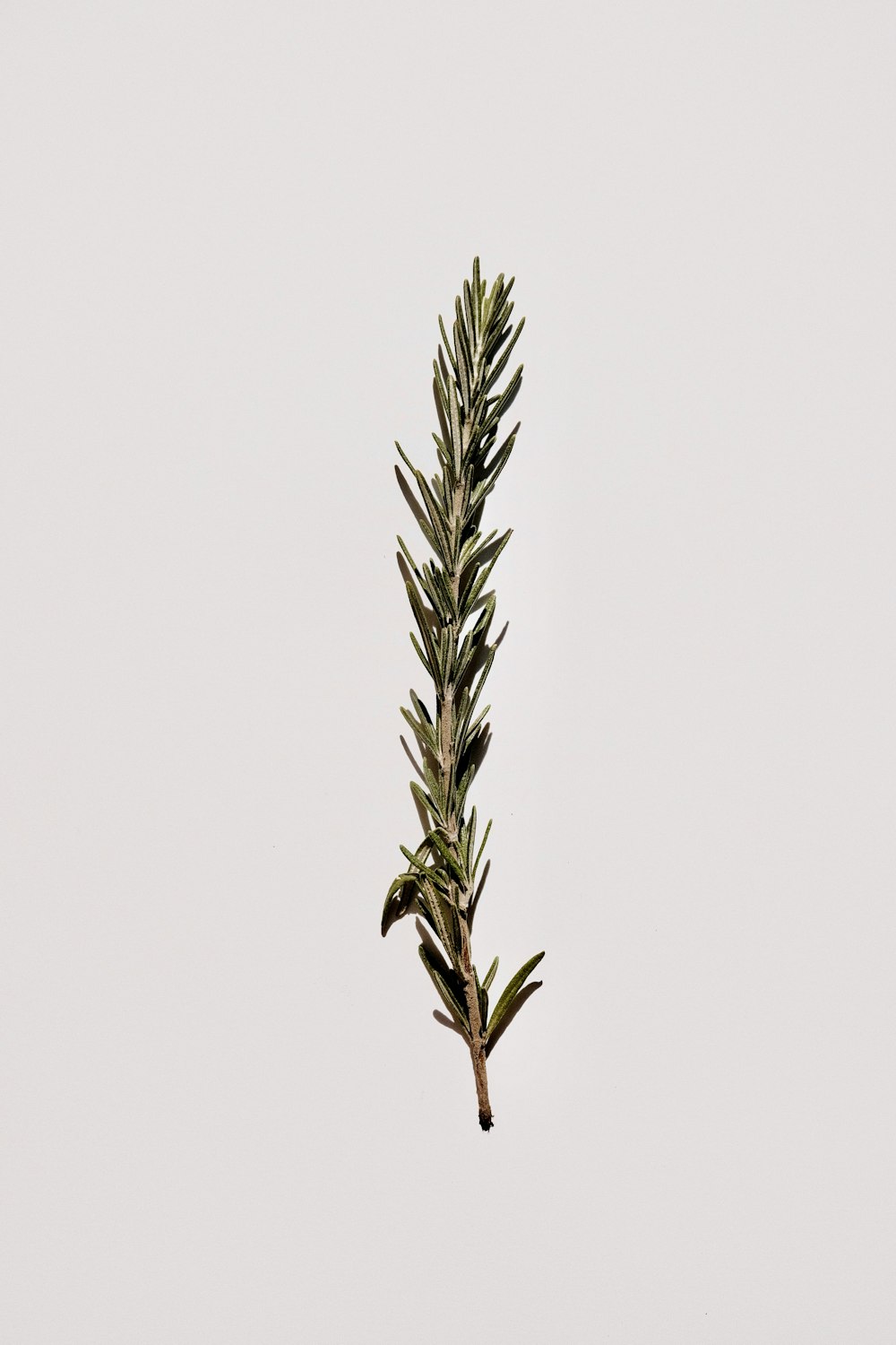 green plant on white background
