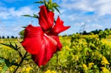 A vibrant field of blooming hibiscus flowers under a clear sky.