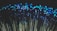 Clusters of blue lights on the tips of fiber optic cables create a captivating visual of glowing dots against a dark background.