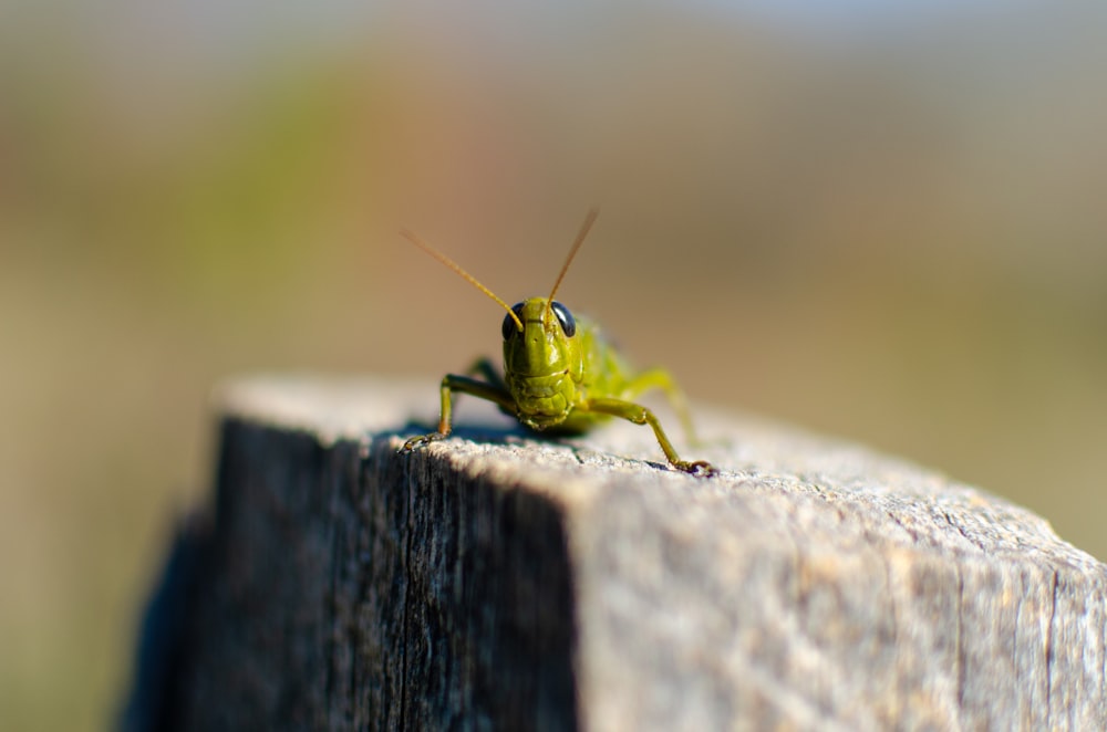 green grasshopper on brown wood