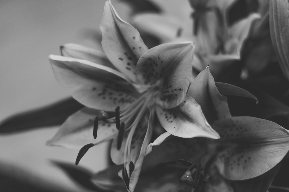 grayscale photo of flower in bloom