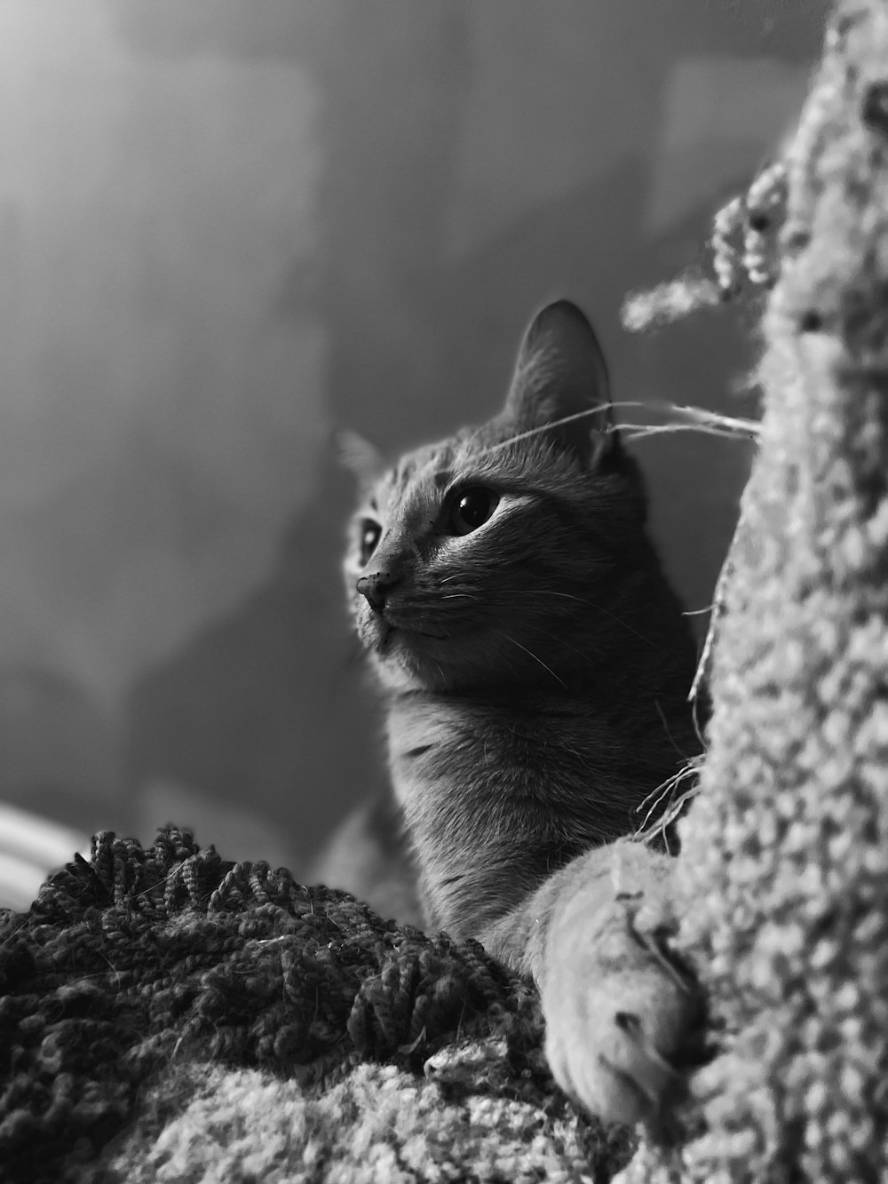 grayscale photo of cat on tree trunk