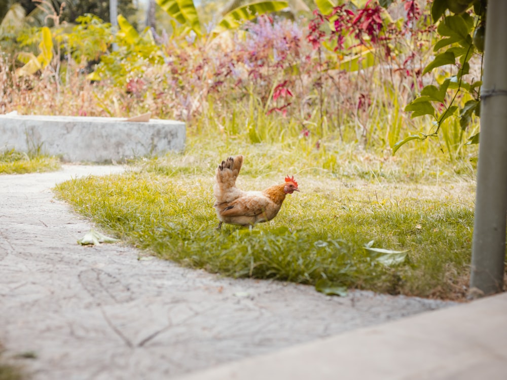 昼間の緑の芝生の上の茶色の雌鶏