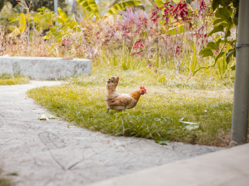 Poule brune sur un champ d’herbe verte pendant la journée