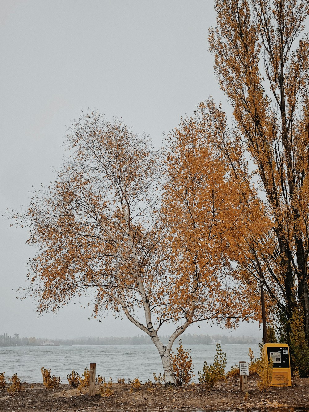 brown tree on snow covered ground during daytime